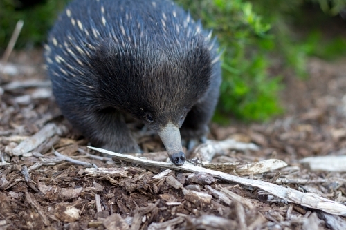 Close up of echidna walking on tanbark ground - Australian Stock Image