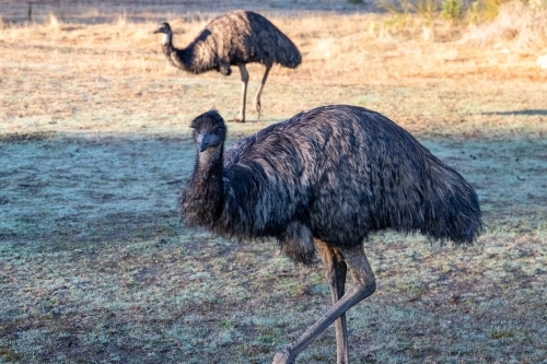 Close up of emu - Australian Stock Image