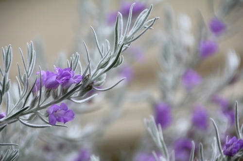 Close up of emu bush flower - Australian Stock Image