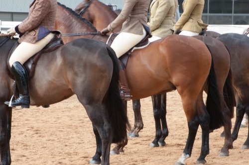 close up of equestrian bay horse rumps in a row at an event