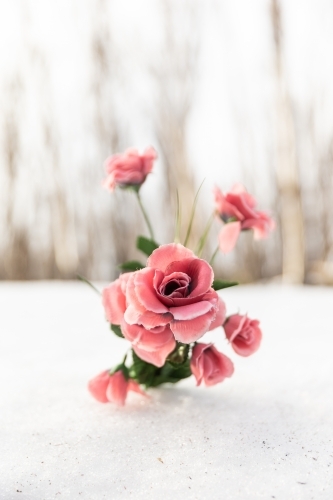 Close up of fake pink flower in a snowy forest - Australian Stock Image