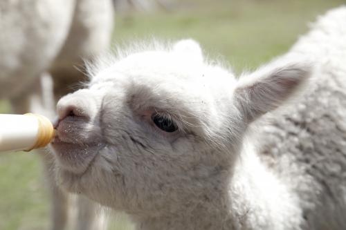 Close up of feeding a baby alpaca with a bottle of milk - Australian Stock Image
