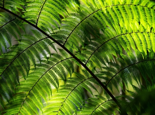 Close up of fern frond