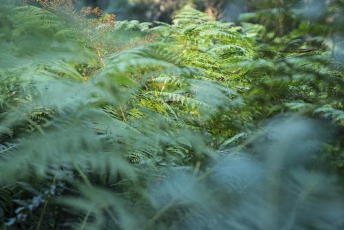 Close up of fern leaves in the undergrowth
