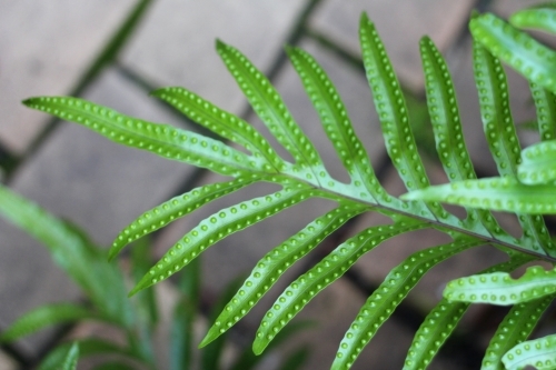 Close up of fern with dots - Australian Stock Image