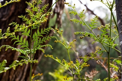 Close up of ferns fronds with trees in background - Australian Stock Image
