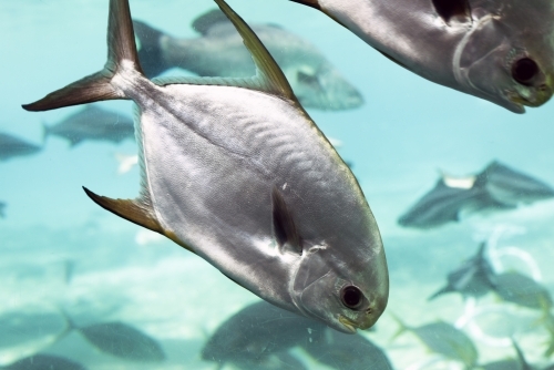 close up of fish in aquarium - Australian Stock Image