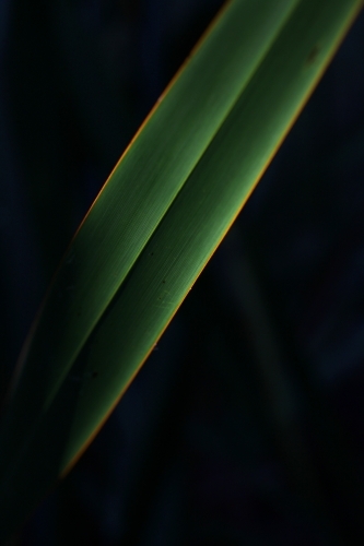 Close up of flax leaf with glowing edges - Australian Stock Image