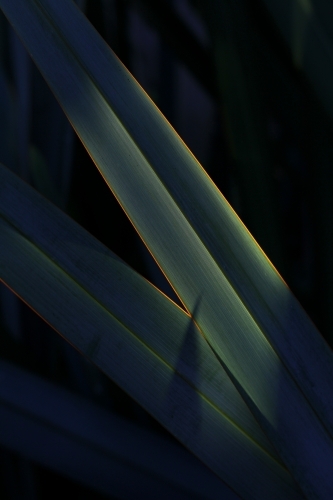 Close up of flax leaves in afternoon sun - Australian Stock Image