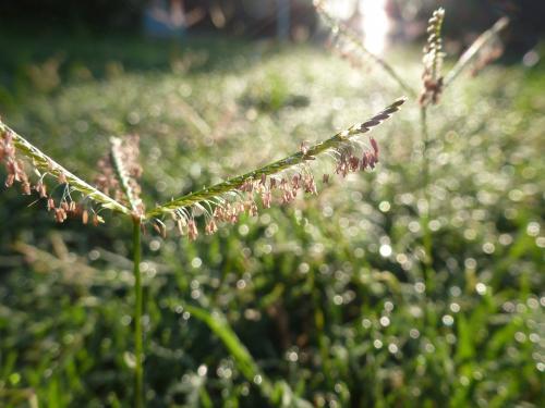 Close up of flowering couch grass - Australian Stock Image
