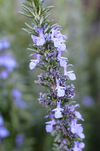 Close up of flowering rosemary