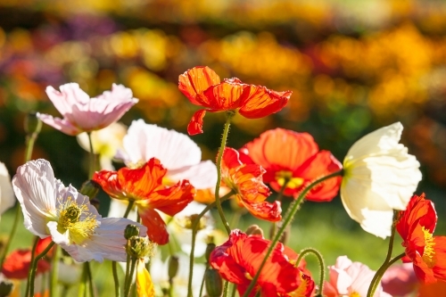 Close up of flowers in a botanical garden - Australian Stock Image
