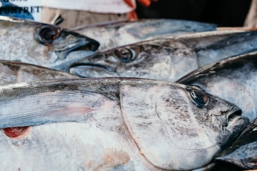 Close up of fresh tuna fish. - Australian Stock Image