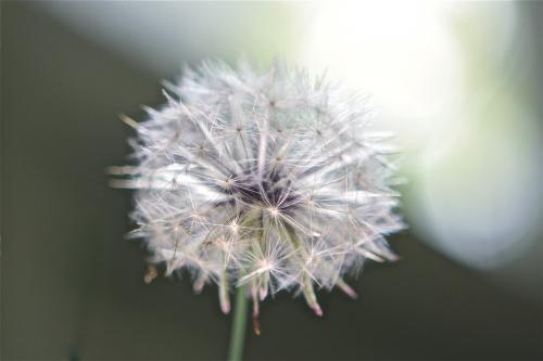 Close up of full dandelion head
