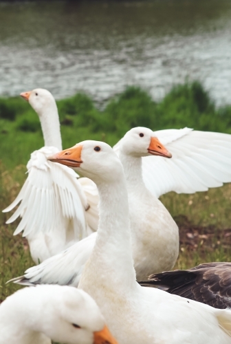 Close up of geese sitting next to a dam with one flapping its wings