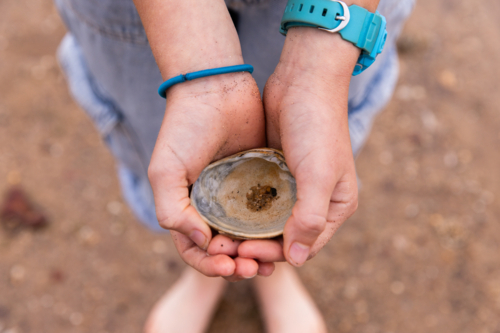 close up of girls hands holding a shell at the beach - Australian Stock Image