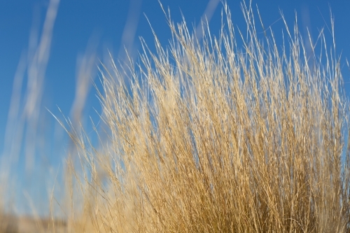 Close-up of golden dry grass with blue sky background - Australian Stock Image