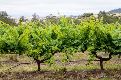 close up of grape vines in Australian landscape