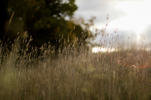 Close up of grass seeds caught in the afternoon sun with blurry trees in the background - Australian Stock Image