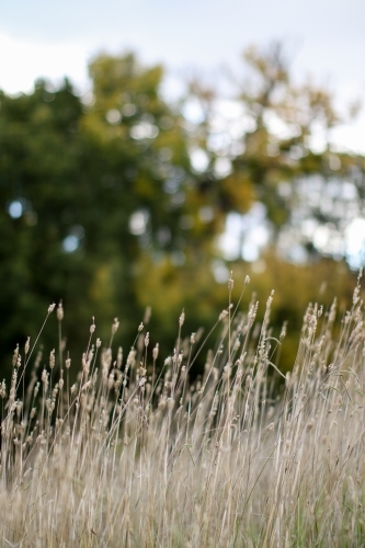 Close up of grass seeds in a paddock with blurry trees in the background - Australian Stock Image