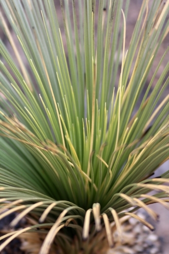 Close up of grass tree after a fire - Australian Stock Image