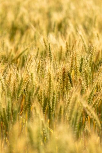 Close up of green and gold wheat field - Australian Stock Image
