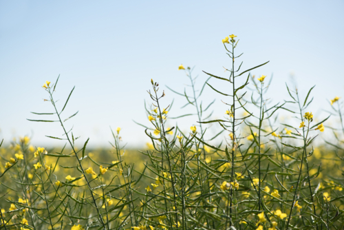 Close-up of green canola stems with budding yellow flowers - Australian Stock Image