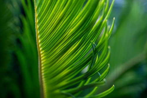 Close up of green cycad leaves - Australian Stock Image