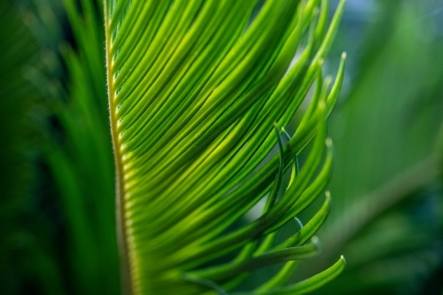 Close up of green cycad leaves