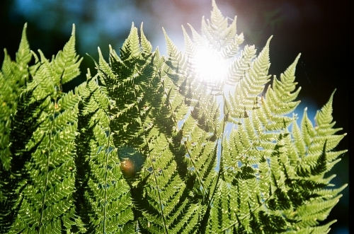 Close up of green fern leaves with sun flare