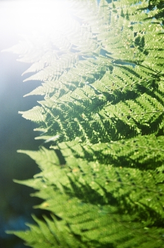 Close up of green fern leaves with sun flare - Australian Stock Image
