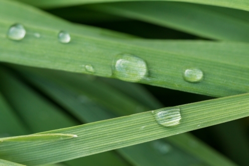 Close up of green grass with water droplets