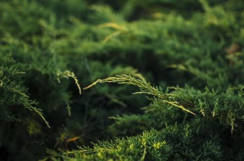 Close up of green pine leaves - Australian Stock Image