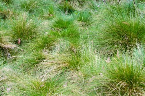 Close up of green subalpine tufts of grass - Australian Stock Image