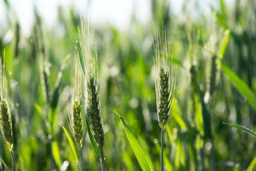 Close-up of green wheat ears in a sunny field - Australian Stock Image