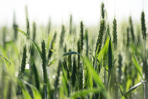 Close-up of green wheat stalks with dew - Australian Stock Image