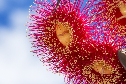 Close up of gum blossoms against the sky - Australian Stock Image