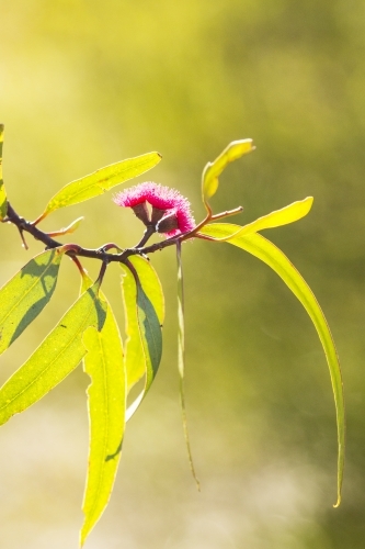 Close up of gum flower and leaves vertical - Australian Stock Image