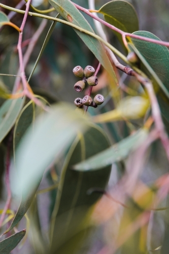 Close up of gum tree