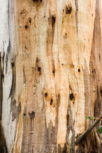 Close up of gum tree trunk with peeling bark and streaked orange colouring