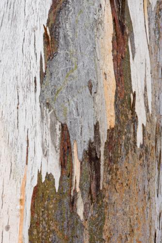 Close up of gum tree trunk with peeling brown bark and orange, grey and white new growth - Australian Stock Image