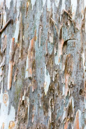 Close up of gum tree trunk with rough texture and peeling bark - Australian Stock Image