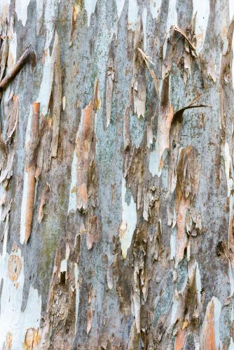 Close up of gum tree trunk with rough texture and peeling bark