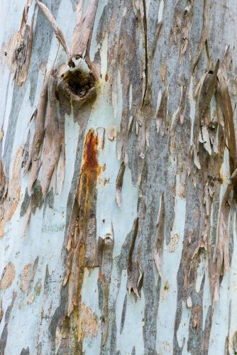 Close up of gum tree trunk with rough texture, sap stains and peeling bark - Australian Stock Image