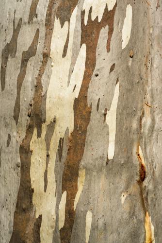 Close up of gum tree trunk with smooth texture and brown and white colouring - Australian Stock Image