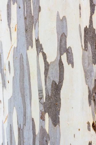 Close up of gum tree trunk with smooth texture and grey and white colouring - Australian Stock Image
