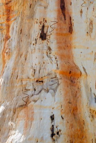 Close up of gum tree trunk with smooth texture and orange and white colouring - Australian Stock Image