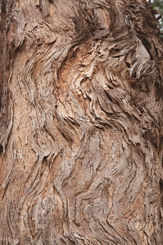 close up of gumtree in the country - Australian Stock Image