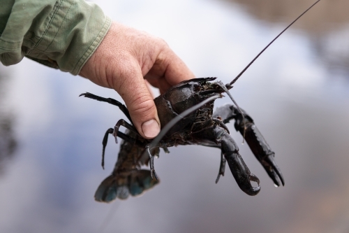 Close up of hand holding a Marron - Australian Stock Image