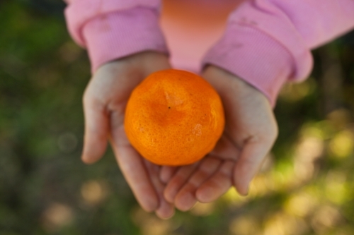 Close up of hands holding a mandarin - Australian Stock Image